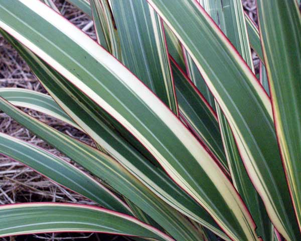 The stripes on the flax leaves are amazing close-up.