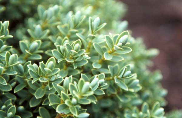  This hebe has delicate white flowers at the ends of its wee branches. 