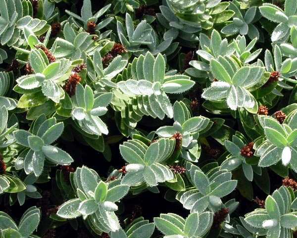  The blue-green leaves of a Hebe Pingufolia. 