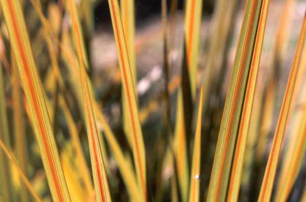 I have these plants in several places in the garden. Some clumps seem to have no green stripe at all.