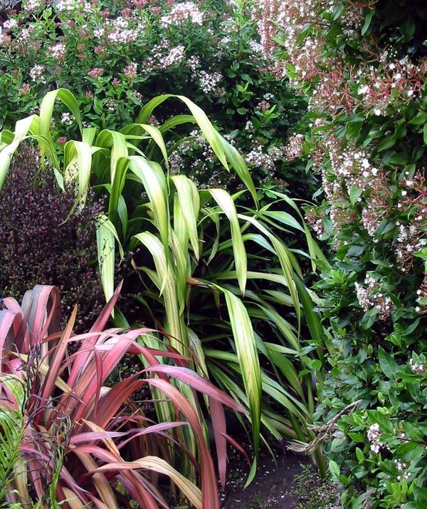  Textures in the autumn garden. 