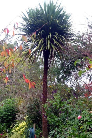  Another of the very first Cordylines planted at Mooseys. 