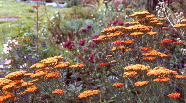  Achillea Feuerland. 