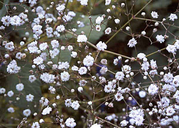 This was planted in the Dog-Path Garden.