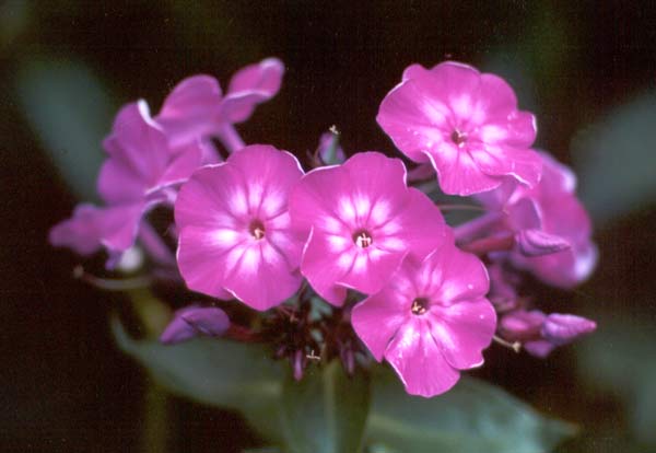  This variety has dark reddish green leaves. 