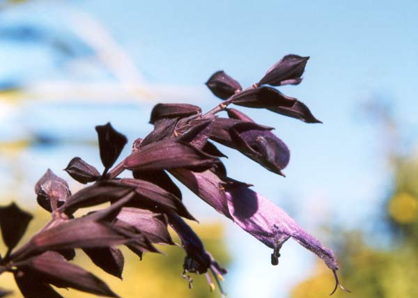 This Salvia grows quickly from mid summer on.