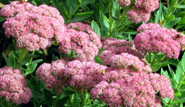  Sometimes this sedum flops over in my garden. 