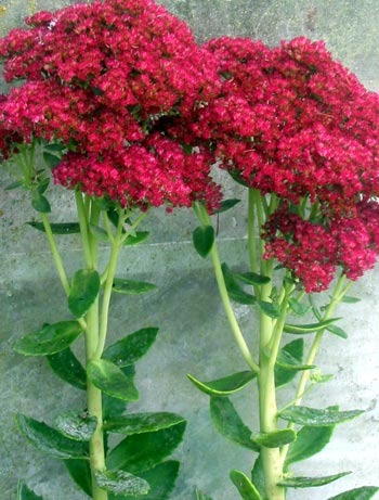  This sedum lives by the glass house door. 