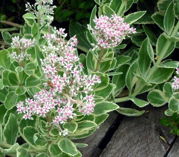  This sedum never seems to get any mildew or insect damage. 