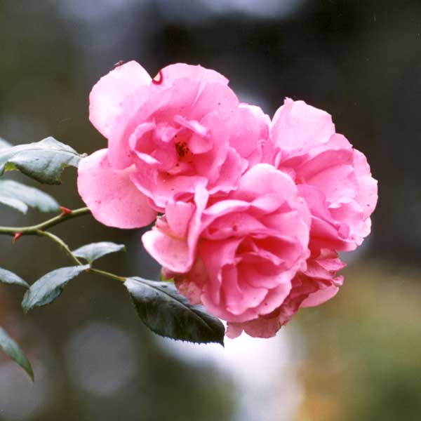  An early photograph of the rose Bantry Bay. 