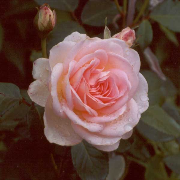  My Nancy Steen roses are darker in autumn. 