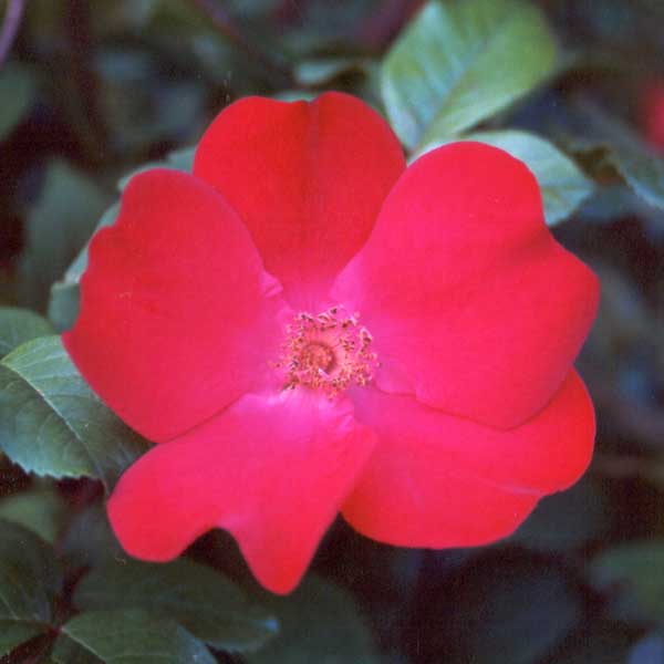  The Robusta bush in the driveway garden survives shade and drought. 