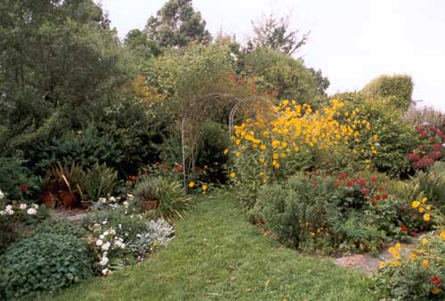  Heleniums are quite invasive. 