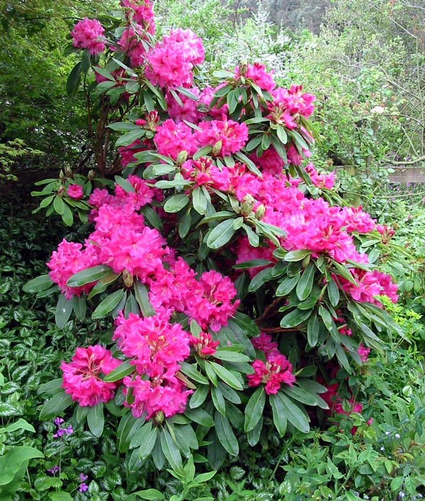  A beautiful shrub. 