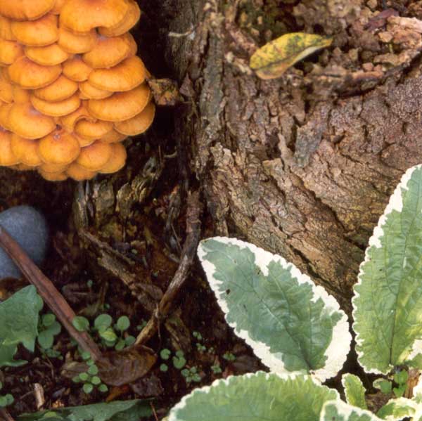  Scrophularia is one of the easiest foliage perennials to grow. 