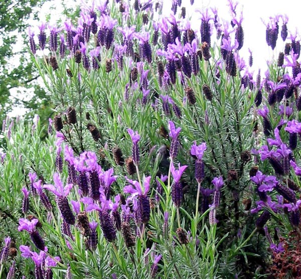  This is one of the lavenders growing by the Laundry seat. 