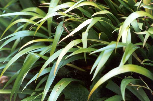  shiny green leaves 