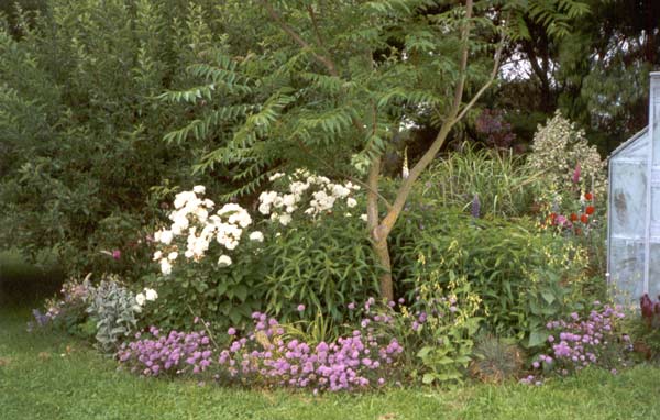  That lilac phlox again! 