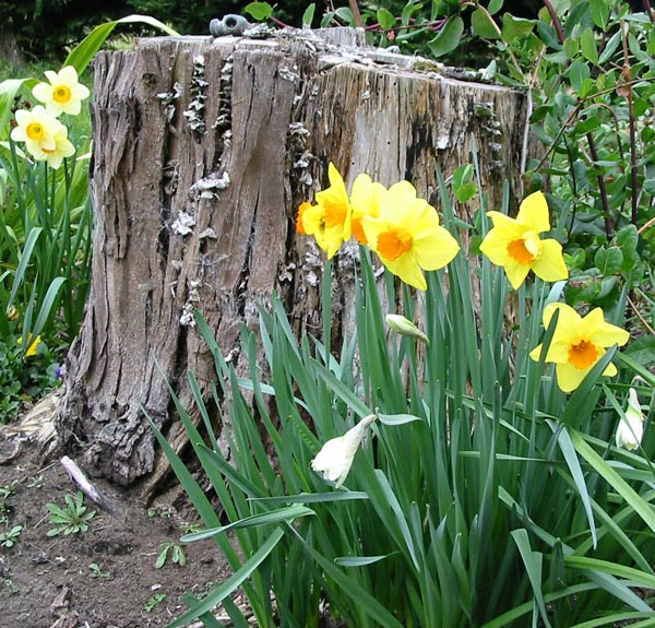  Yellow beauties in the spring garden. 