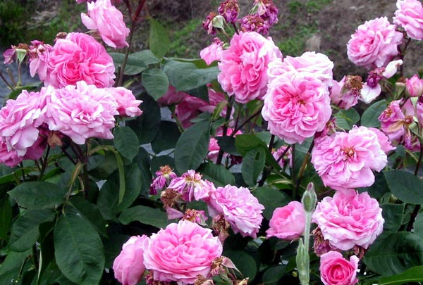  Gertrude Jekyll doesn't last well for me as a cut flower, which is a pity as she smells so good. 