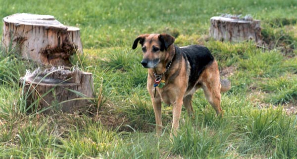  These stumps have been since levelled. 